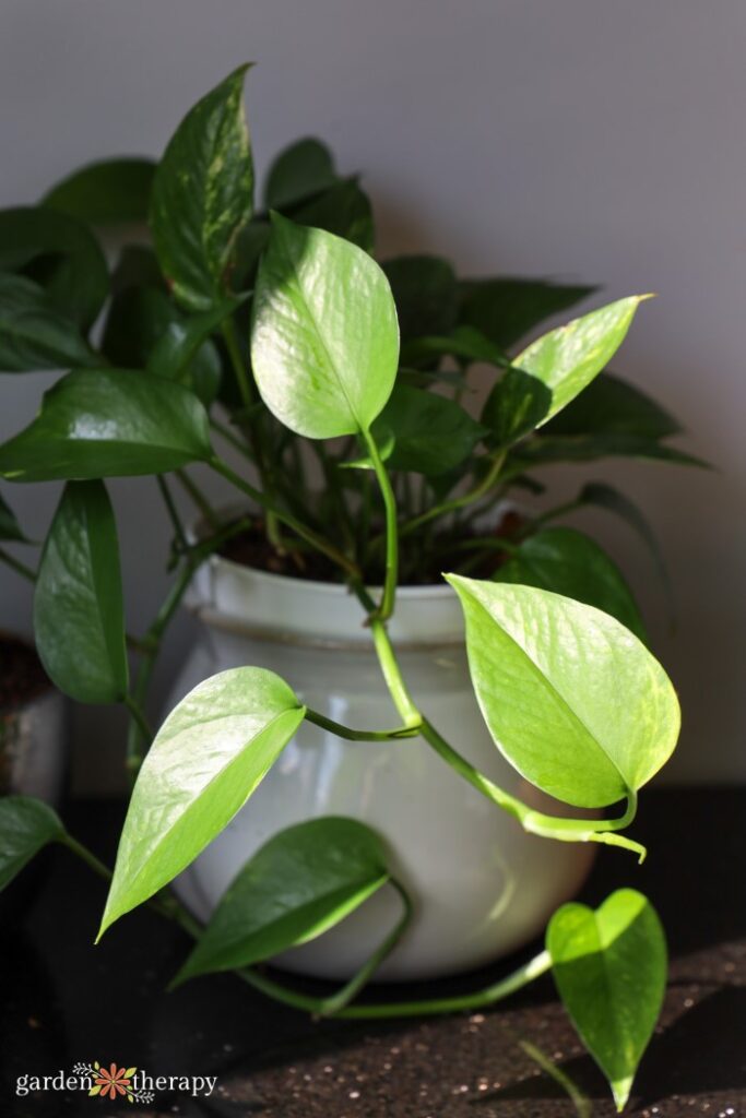 Pothos Housence Flay σε μισό φως και μισή σκιά