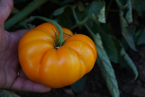 Chefs Choice Orange DSC02469