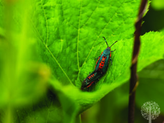 Squash Vine Borer.