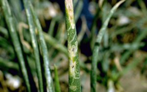 Pests of Month το Σεπτέμβριο – Βιώσιμη Αγορά Αγοράς